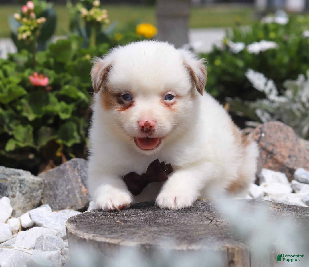 Australian Shepherd dogs for sale: Zachary - Image 4