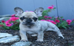 French Bulldog dogs for sale: London - Image 5