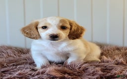 Miniature Dachshund dogs for sale: Rollie - Image 6