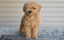 Toy Poodle dogs for sale: Honey - Image 1