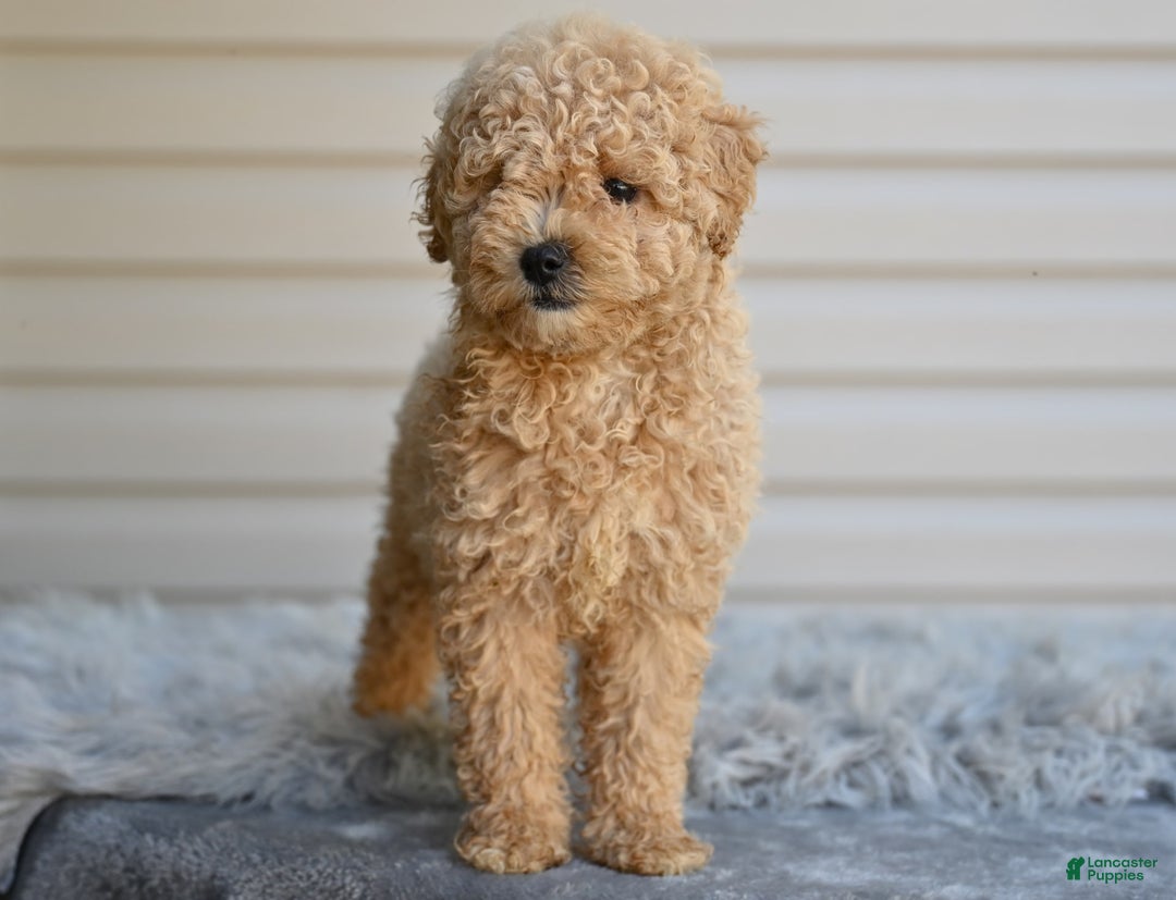Toy Poodle dogs for sale: Honey - Image 1