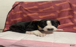 American Bully dogs for sale: Lisbon - Image 3