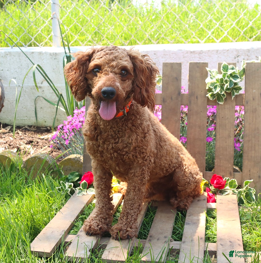 Cavapoo dogs for sale: Pepper - Image 7