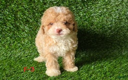 Miniature Poodle dogs for sale: Peanut - Image 3