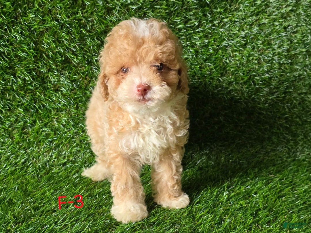 Miniature Poodle dogs for sale: Peanut - Image 3