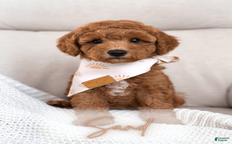 Mini Goldendoodle dogs for sale - Ad 1