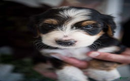 Bernedoodle dogs for sale: Spiderman - Image 19