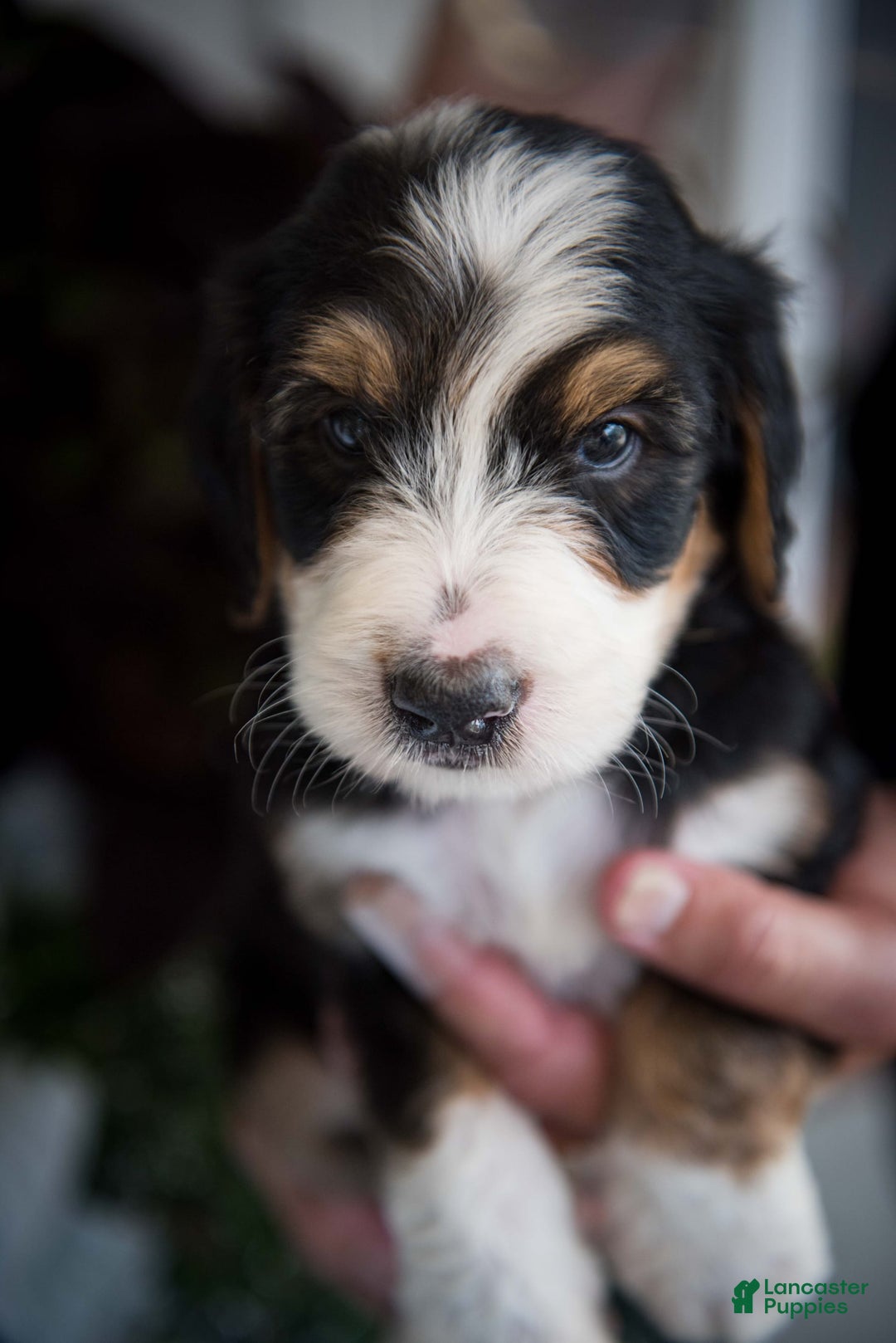 Bernedoodle dogs for sale: Spiderman - Image 19