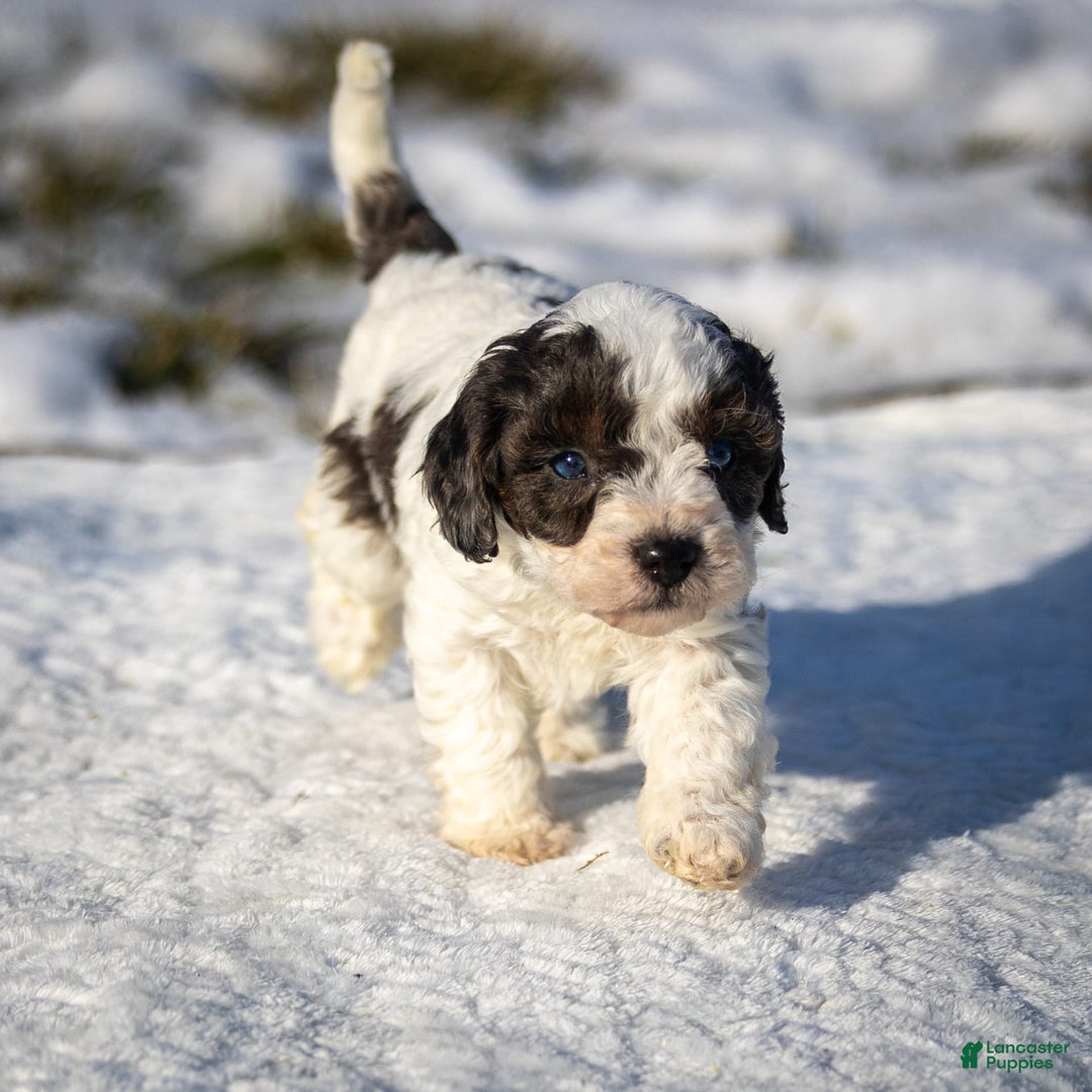 Cavapoo dogs for sale: Timon - Image 14