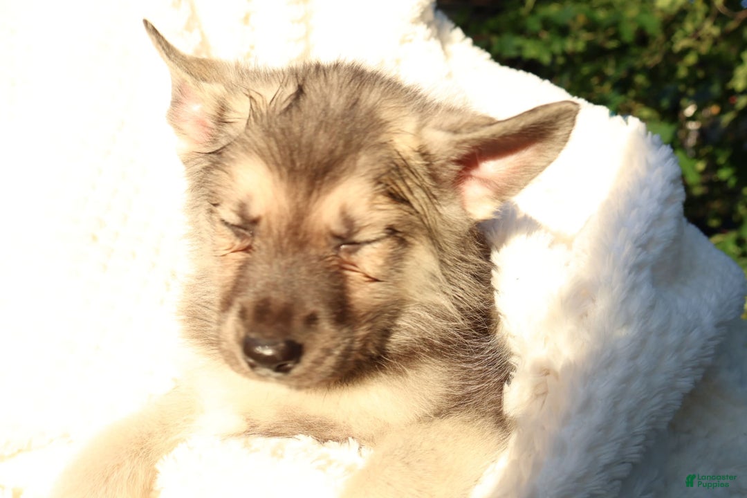 Gerberian Shepsky dogs for sale: Sugar - Image 4