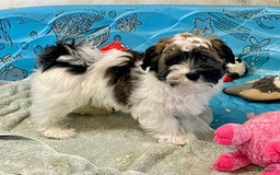 Havanese dogs for sale: Jesse - Image 3