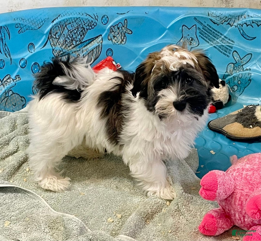 Havanese dogs for sale: Jesse - Image 3