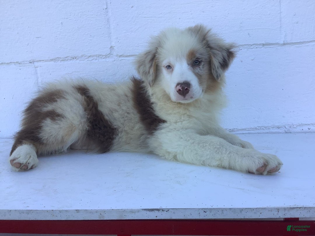 Australian Shepherd dogs for sale: Bradley - Image 3