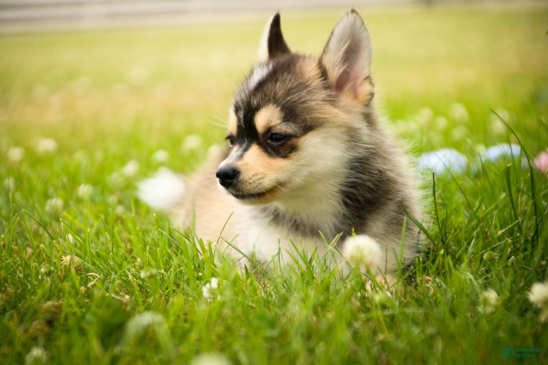 Pomsky dogs for sale: Fira - Image 15
