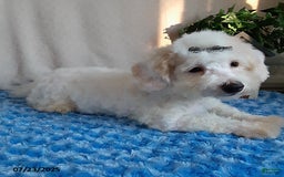 Bichpoo dogs for sale: Colby - Image 1