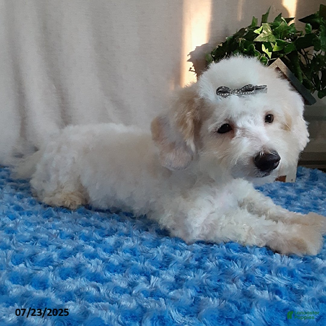 Bichpoo dogs for sale: Colby - Image 1