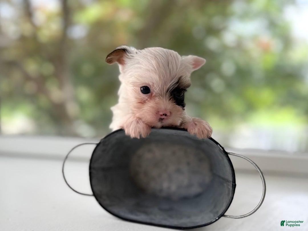Yorkshire Terrier dogs for sale: Daniel - Image 7