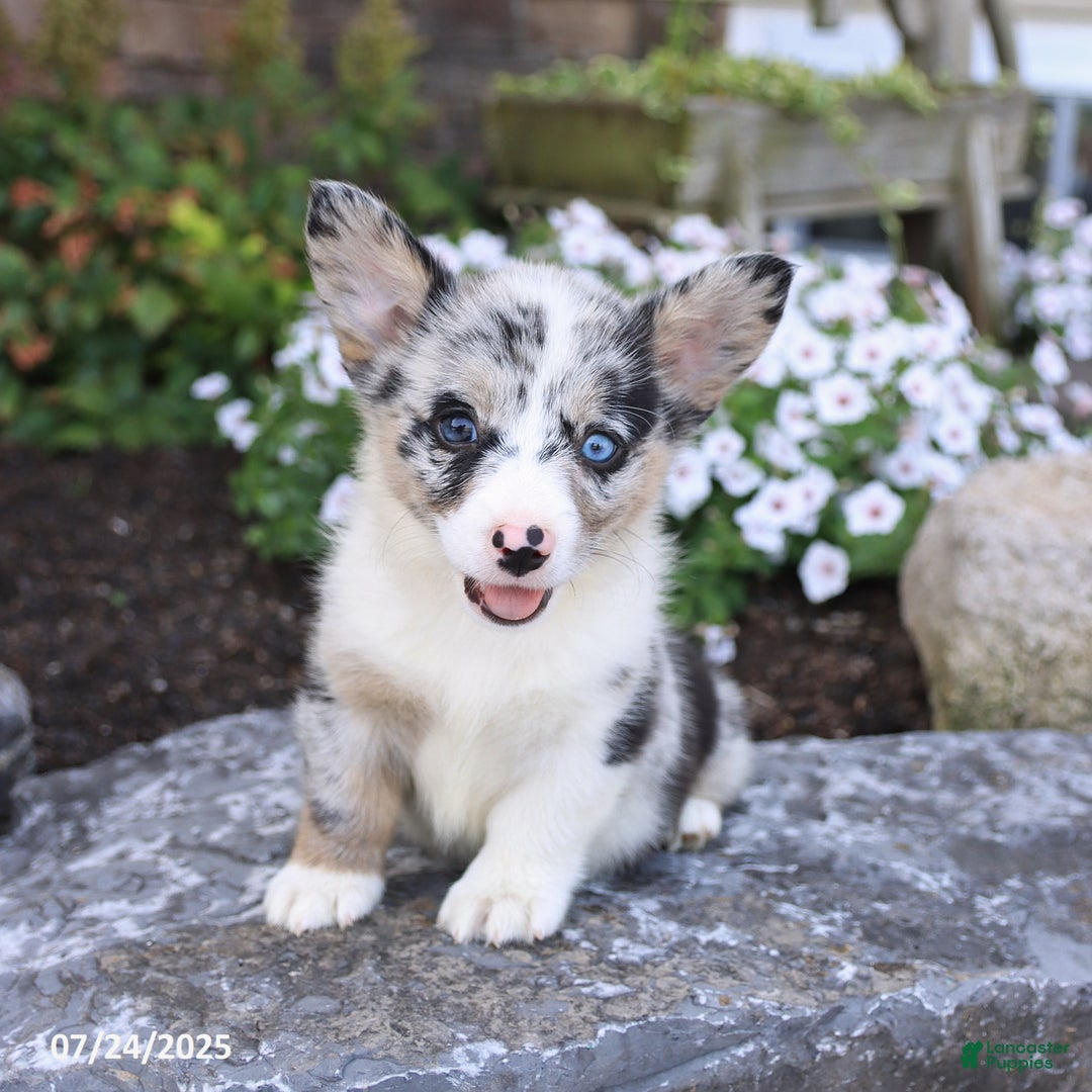 Welsh Corgi Pembroke dogs for sale: Indigo - Image 3