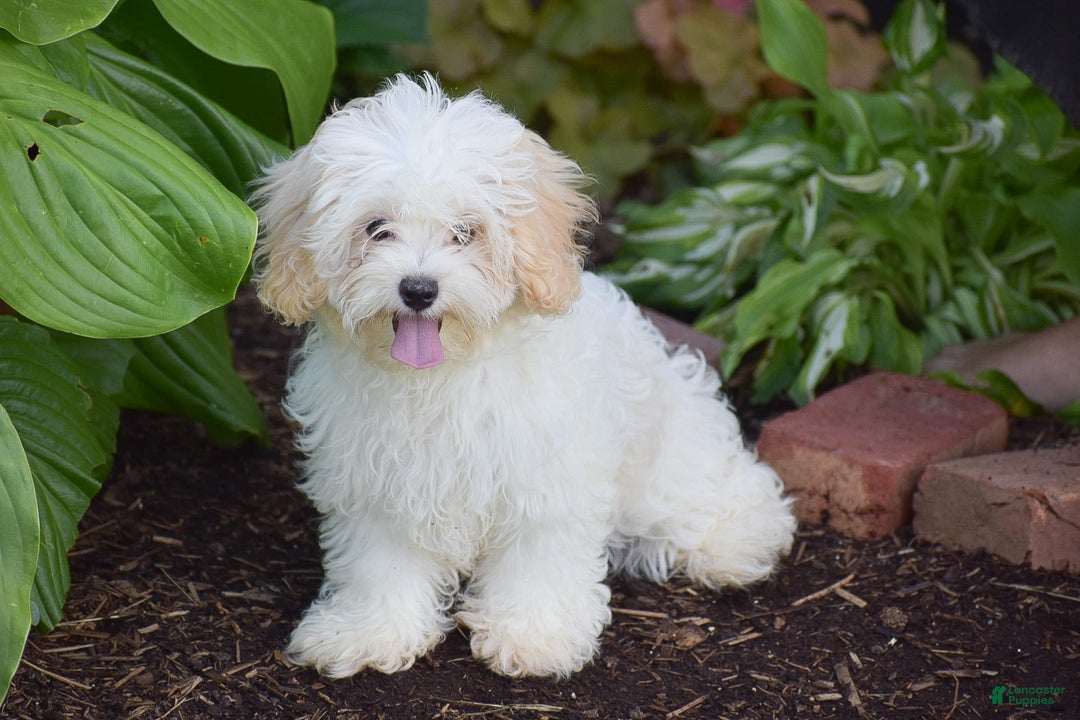 Cavapoo dogs for sale: Harmony - Image 10