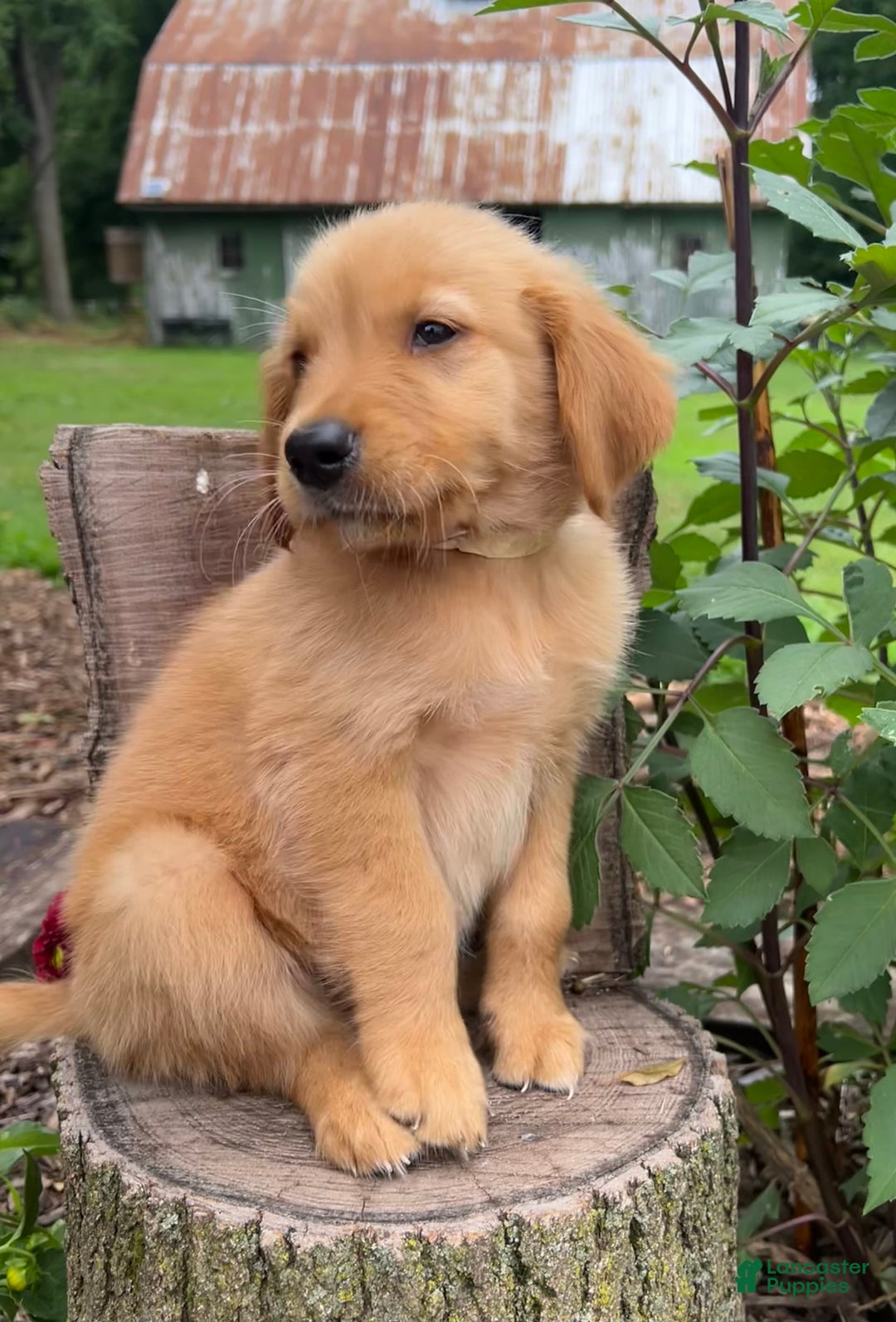 Golden Retriever dogs for sale: Sailor - Image 3