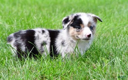 Australian Shepherd dogs for sale: Milo - Image 5
