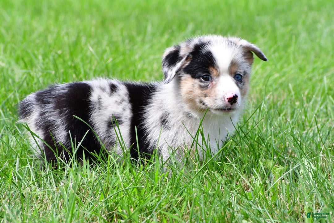 Australian Shepherd dogs for sale: Milo - Image 5