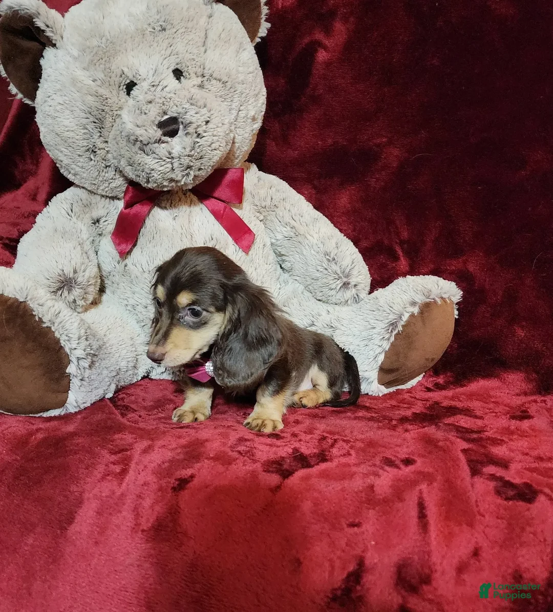 Miniature Dachshund dogs for sale: KISSES - Image 9