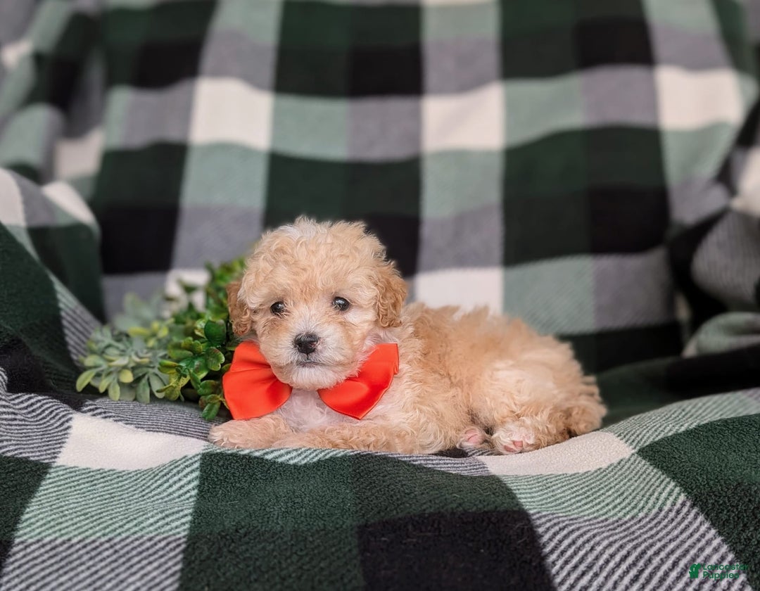 Miniature Poodle dogs for sale: Brock - Image 9