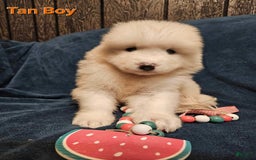Samoyed dogs for sale: Richard - Image 3