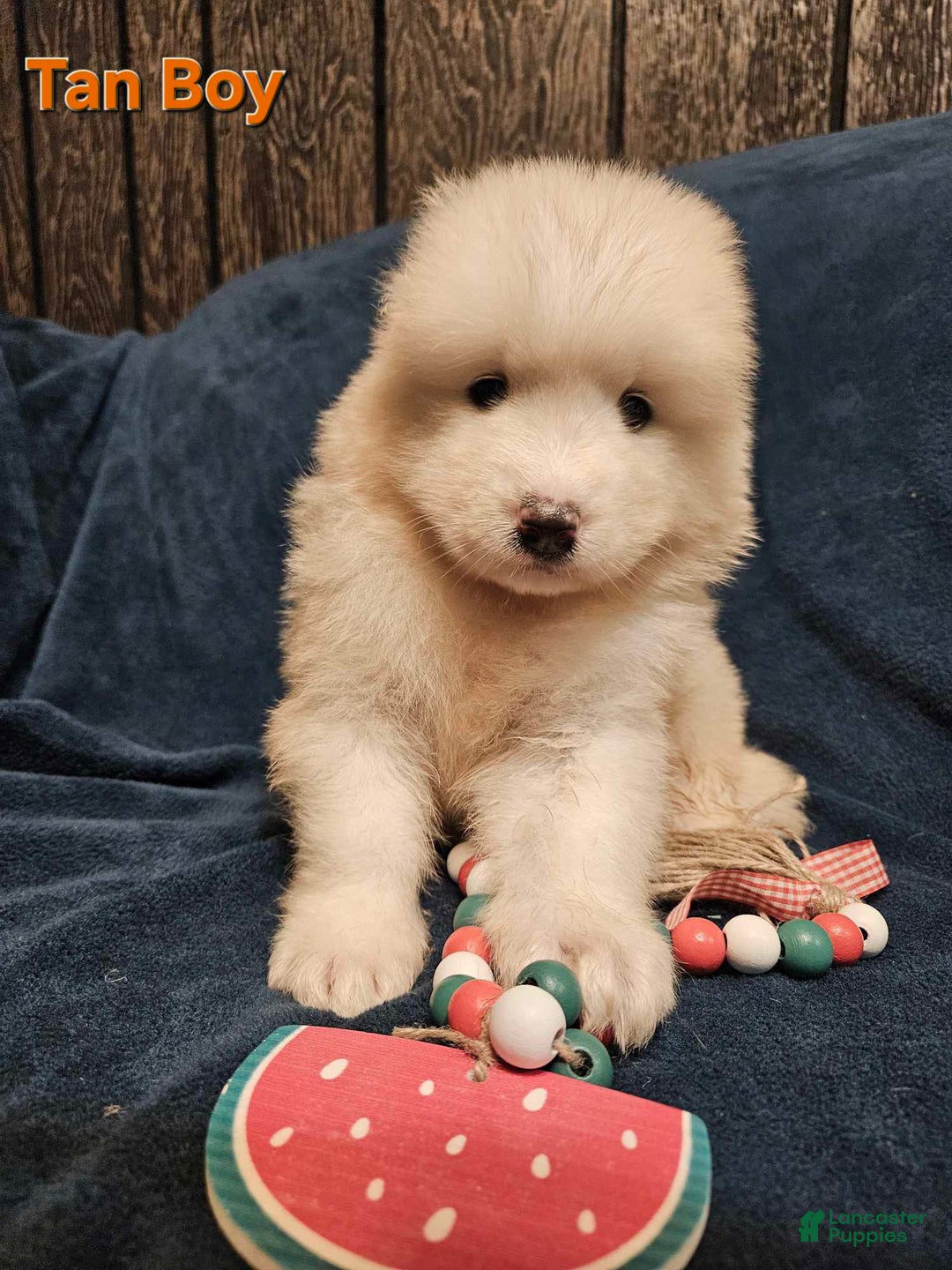 Samoyed dogs for sale: Richard - Image 3