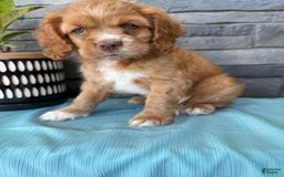 Cocker Spaniel dogs for sale: Tommy - Image 7