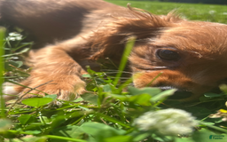 Cavalier King Charles Spaniel dogs for sale: Cola - Image 5
