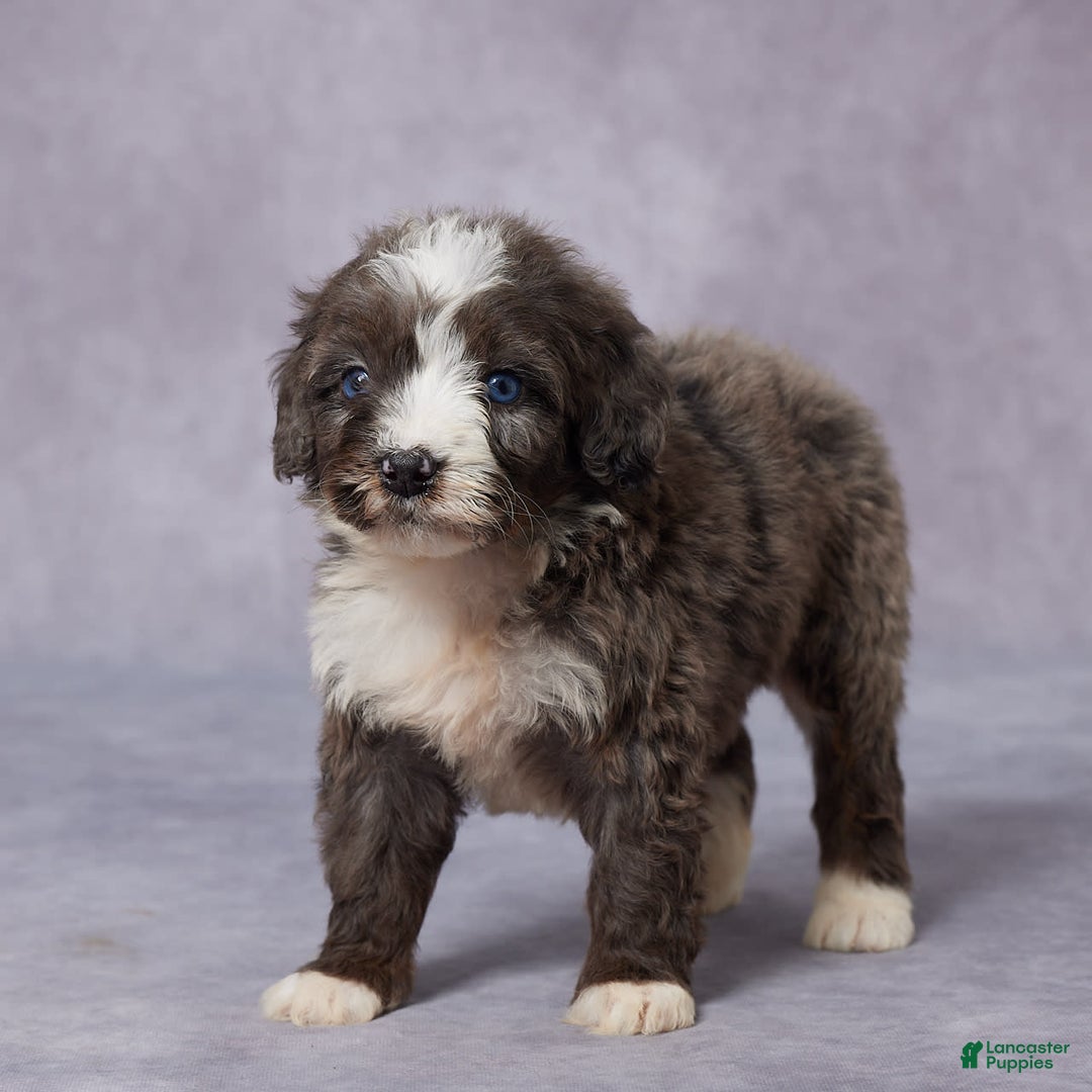 Mini Bernedoodle dogs for sale: Carly - Image 2