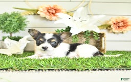 Papillon dogs for sale: Leo - Image 3