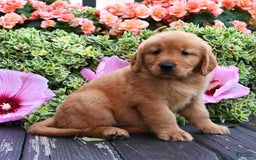 Golden Retriever dogs for sale: Walter - Image 2