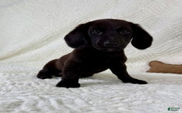 Miniature Dachshund dogs for sale: Dottie - Image 4