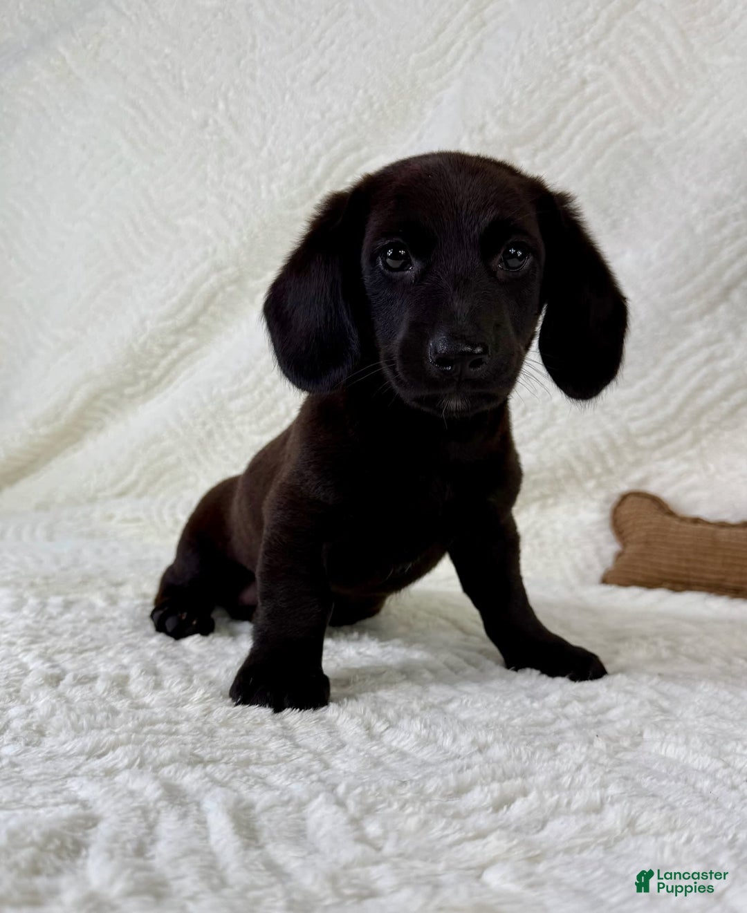 Miniature Dachshund dogs for sale: Dottie - Image 4
