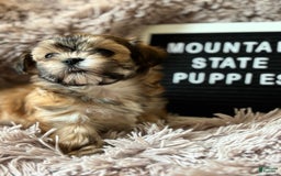 Malshi dogs for sale: Teacup Imperial Olivia - Image 2