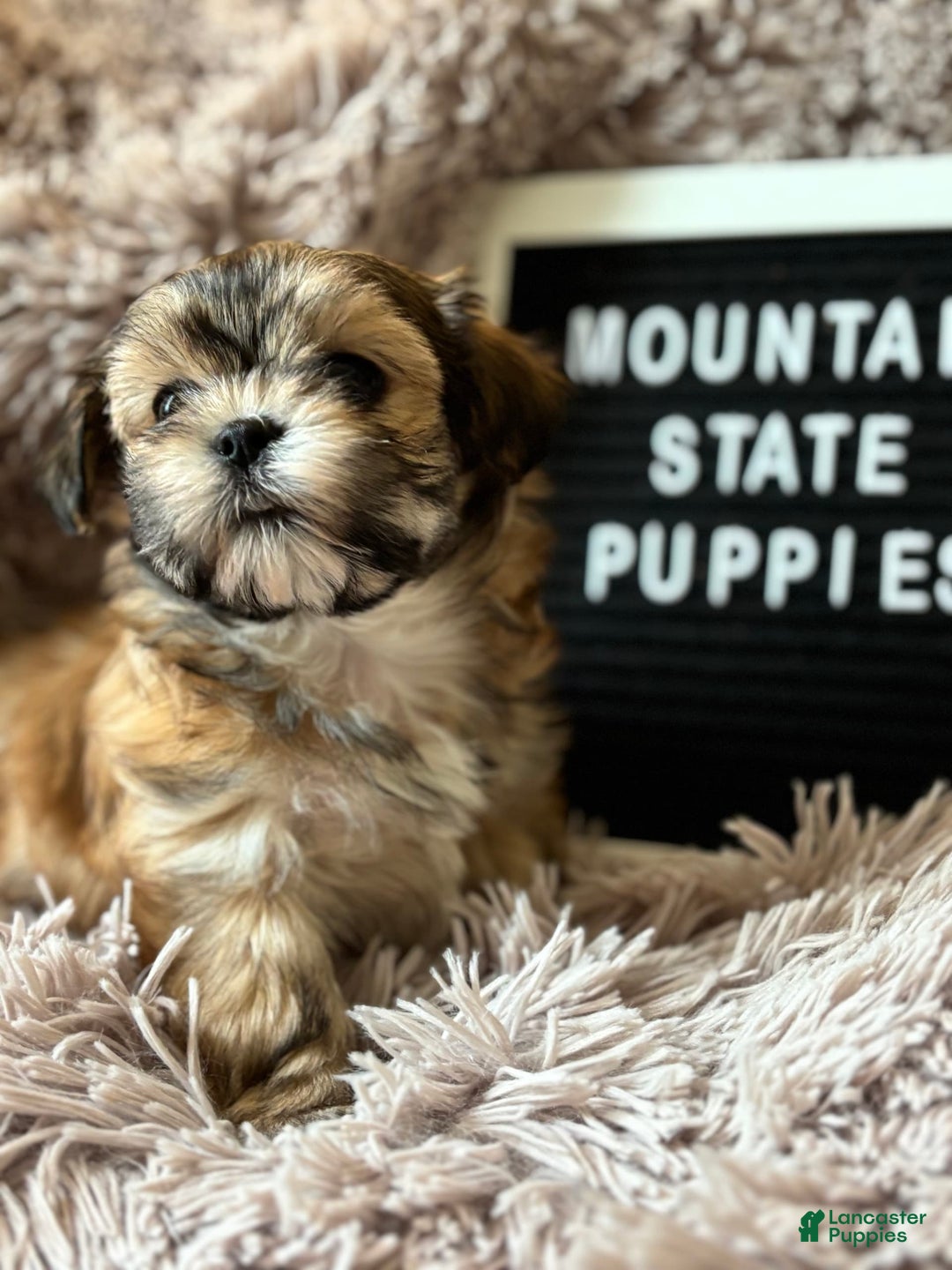 Malshi dogs for sale: Teacup Imperial Olivia - Image 2
