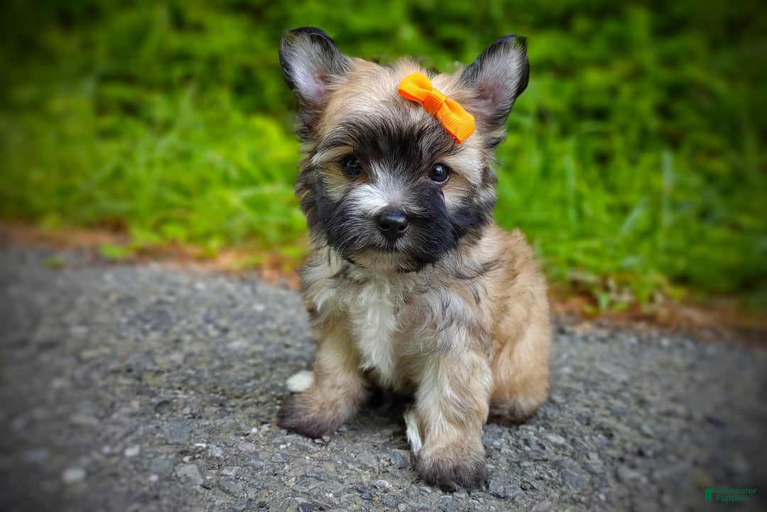 Morkie dogs for sale: Rare Gold Flame - Image 2