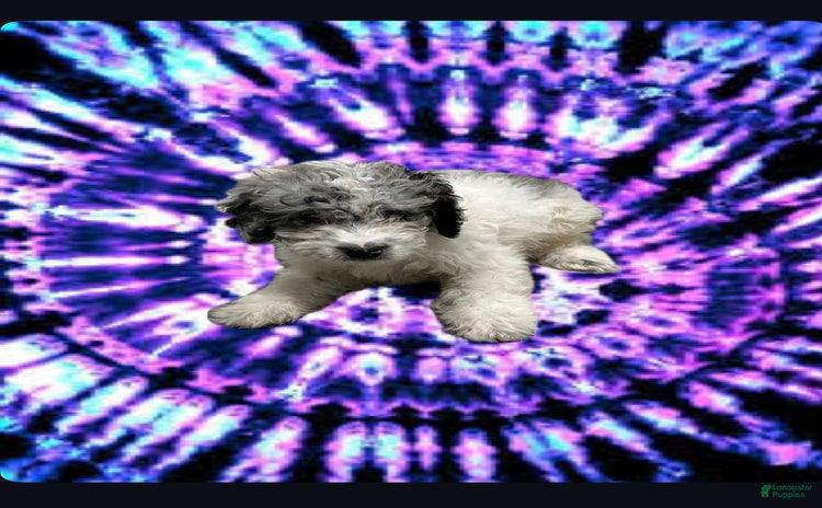 Miniature Poodle dogs for sale - Ad 3