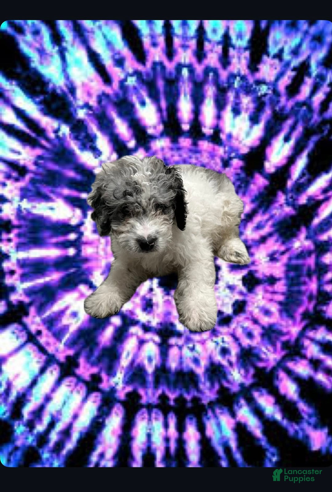 Miniature Poodle dogs for sale: Levi - Image 1