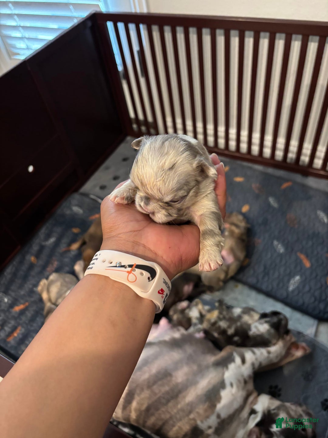 French Bulldog dogs for sale: Ella Mai - Image 1