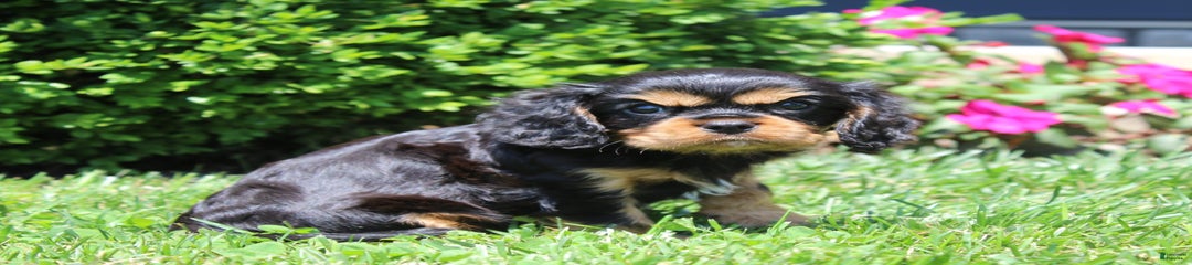 Rocky