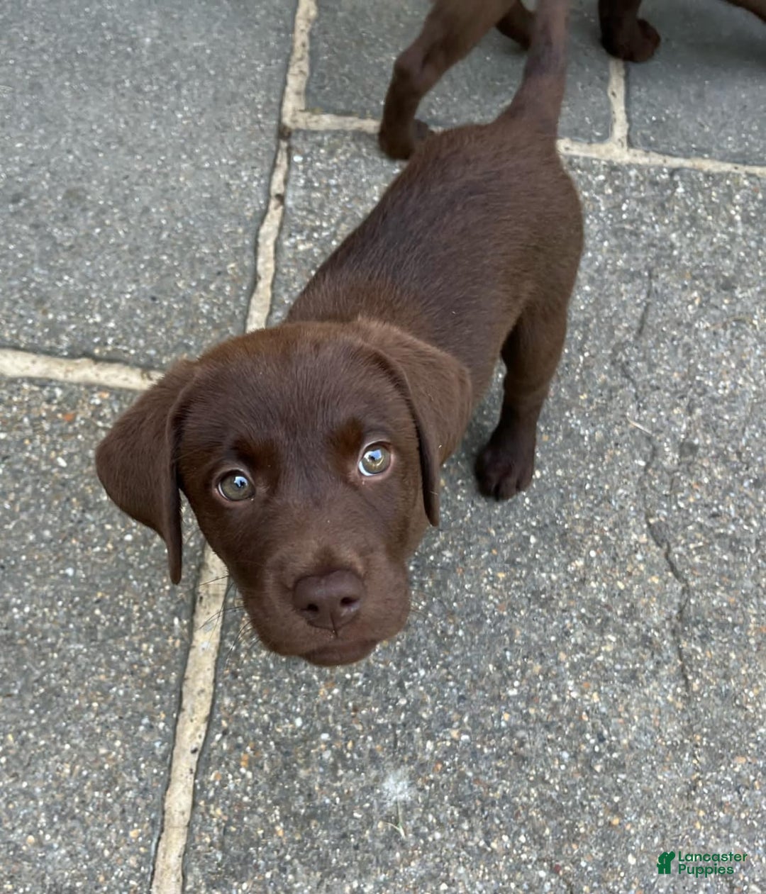 Labrador Retriever dogs for sale: Rena - Image 2