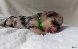 Morkie dogs for sale: Rare Merle Dragonfly - Image 9