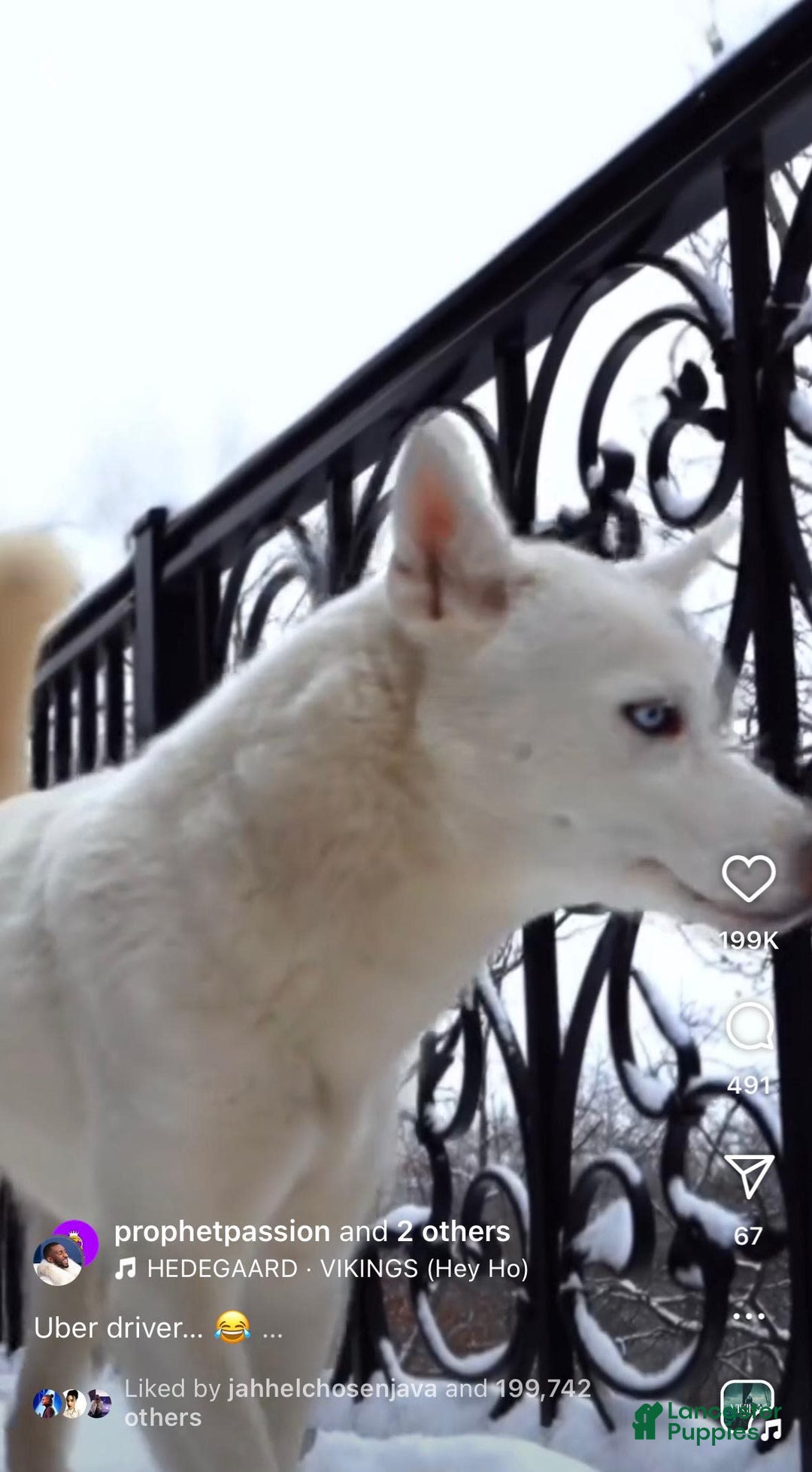 Siberian Husky dogs for sale: Bobo - Image 3