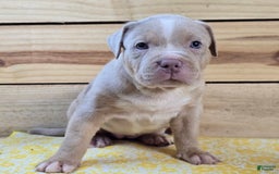 American Bully dogs for sale: Liberty - Image 1