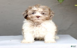 Shihpoo dogs for sale: Daryl - Image 2