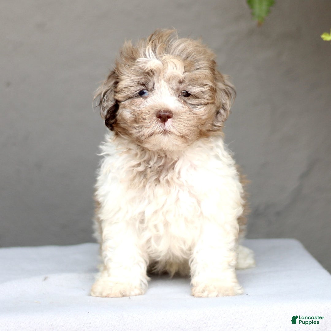 Shihpoo dogs for sale: Daryl - Image 2